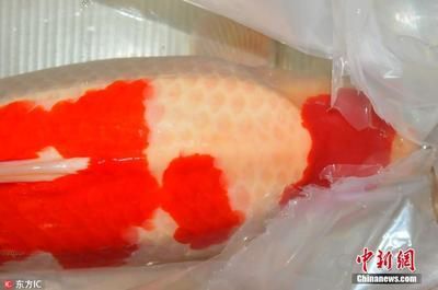 深圳買龍魚最大的市場叫什么：深圳賣龍魚最大市場是布吉海鮮批發市場布吉海鮮批發市場 深圳買龍魚最大的市場叫什么：深圳賣龍魚最大市場是布吉海鮮批發市場布吉海鮮批發市場 龍魚百科 第2張