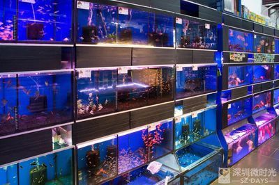 深圳買龍魚最大的市場叫什么：深圳賣龍魚最大市場是布吉海鮮批發市場布吉海鮮批發市場 深圳買龍魚最大的市場叫什么：深圳賣龍魚最大市場是布吉海鮮批發市場布吉海鮮批發市場 龍魚百科 第3張