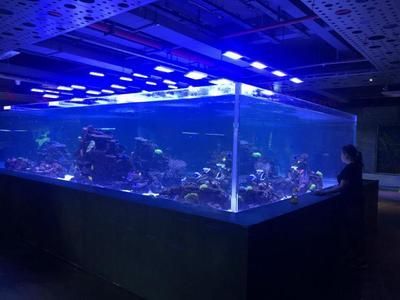 深圳買龍魚最大的市場叫什么：深圳賣龍魚最大市場是布吉海鮮批發市場布吉海鮮批發市場 深圳買龍魚最大的市場叫什么：深圳賣龍魚最大市場是布吉海鮮批發市場布吉海鮮批發市場 龍魚百科 第1張
