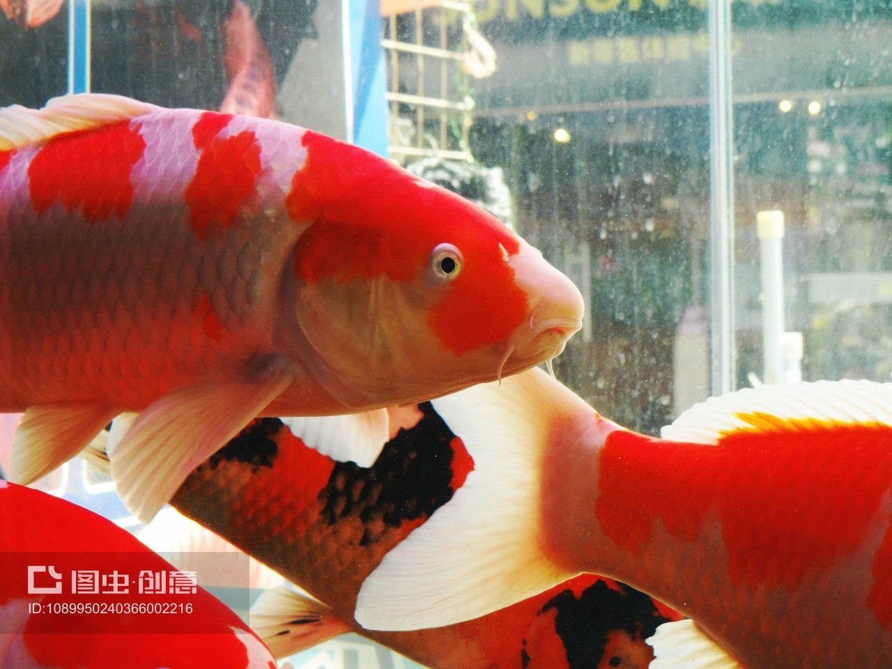 深圳買龍魚最大的市場叫什么：深圳賣龍魚最大市場是布吉海鮮批發市場布吉海鮮批發市場 深圳買龍魚最大的市場叫什么：深圳賣龍魚最大市場是布吉海鮮批發市場布吉海鮮批發市場 龍魚百科 第5張
