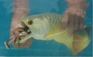 龍魚嘴巴老張開怎么回事（龍魚嘴巴老張開怎么回事龍魚嘴巴老張開可能由多種因素引起）