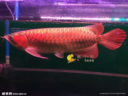 呈千祥龍魚貿易：呈千祥龍魚貿易公司排名對比印尼紅龍魚市場價格