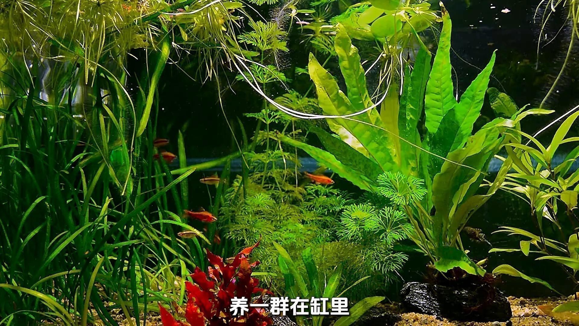 觀賞魚品種選擇指南