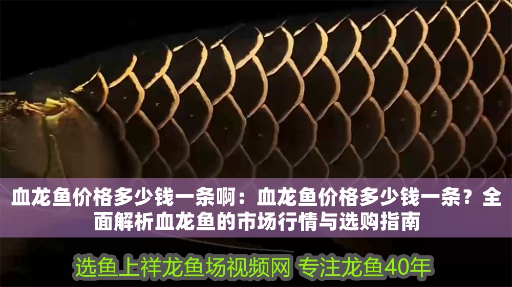 血龍魚價(jià)格多少錢一條啊：血龍魚價(jià)格多少錢一條？全面解析血龍魚的市場(chǎng)行情與選購(gòu)指南