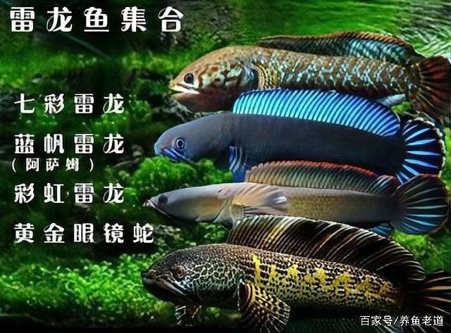 黑魚是雷龍魚的一種嗎視頻 黑魚是雷龍魚的一種嗎視頻 龍魚百科 第5張