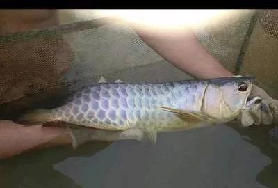 龍魚的屎怎么處理好：龍魚的屎怎么處理好龍魚的屎怎么處理好龍魚的糞便