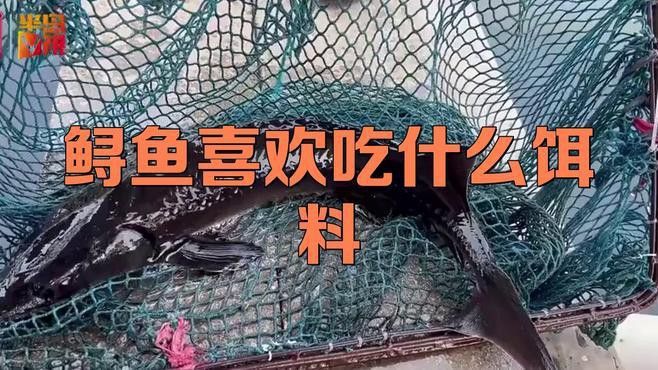 觀賞鱘龍魚吃什么