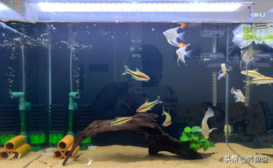 紅龍魚的價格與購買方法視頻講解下載（紅龍魚的價格與購買方法視頻講解下載）