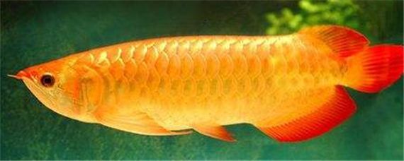 金龍魚吃草魚肉嗎：金龍魚會吃草魚肉嗎