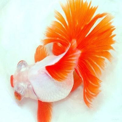 金龍魚招財魚手機壁紙：招財魚手機壁紙的詳細信息