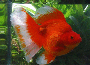 金龍魚招財魚手機壁紙：招財魚手機壁紙的詳細信息