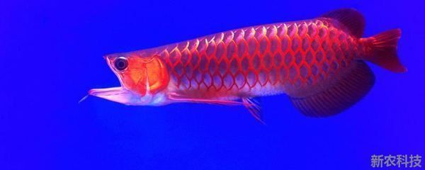 龍魚可以和什么魚混養？：龍魚混養的布置技巧， 龍魚可以和什么魚混養？：龍魚混養的布置技巧， 龍魚百科 第4張