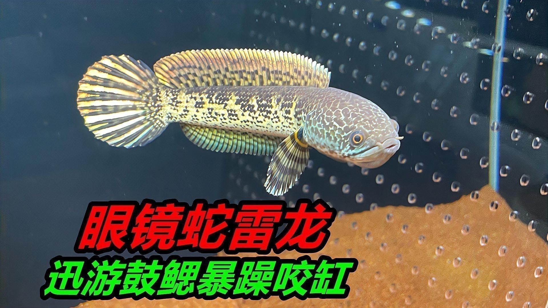 血斑雷龍魚1型怎樣喂食
