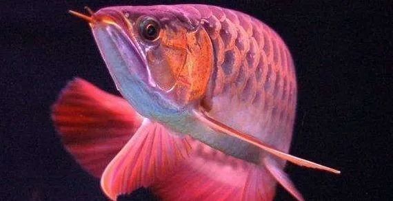 魚蒙眼病有哪些典型癥狀？