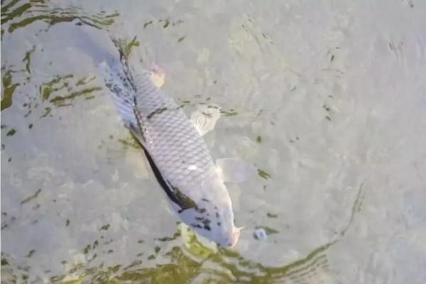 青龍魚好不好釣魚，“青龍魚”的釣魚情況