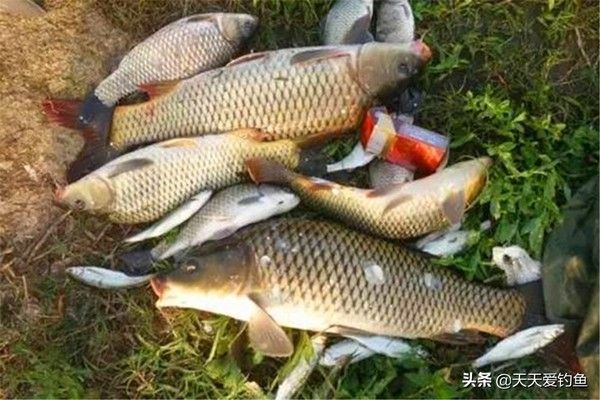 青龍魚好不好釣魚，“青龍魚”的釣魚情況 青龍魚好不好釣魚，“青龍魚”的釣魚情況 龍魚百科 第4張