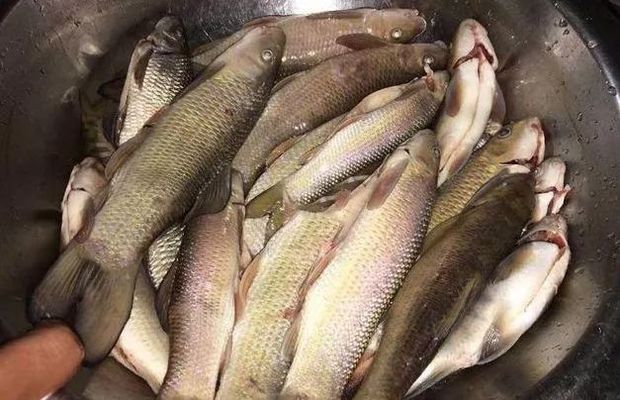 青龍魚好不好釣魚，“青龍魚”的釣魚情況