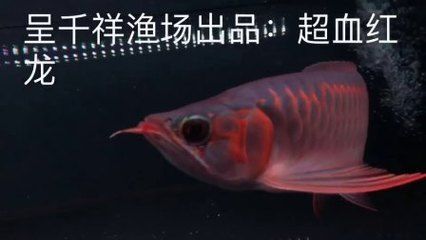 印尼超血紅龍魚記憶久嗎：印尼超血紅龍魚在記憶力方面表現不俗而飼養者需注意