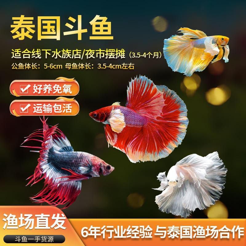 帶芯片證書的紅龍魚價格如何？
