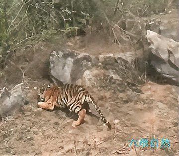 哪個國家可以殺老虎