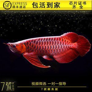 純血紅龍魚價(jià)格走勢（純血紅龍魚價(jià)格走勢如何）