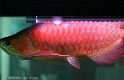 紅龍魚(yú)缸背景顏色代表什么（紅龍魚(yú)缸背景顏色如何選擇？）