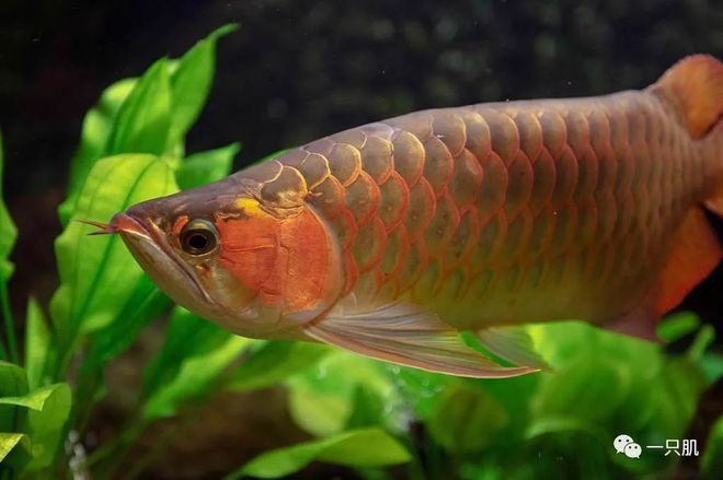 吃金龍魚圖片真實(shí) 吃金龍魚圖片真實(shí) 龍魚百科 第25張