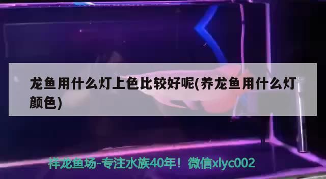 龍魚燈光開多長時間好：金龍魚燈光開多長時間好 龍魚燈光開多長時間好：金龍魚燈光開多長時間好 龍魚百科 第5張