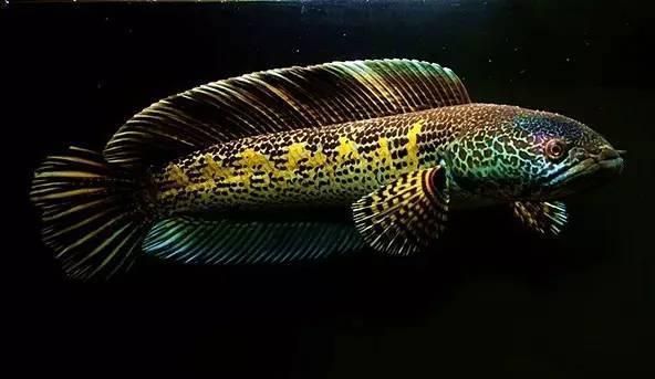雷龍魚在哪抓（捕捉雷龍魚的地點）