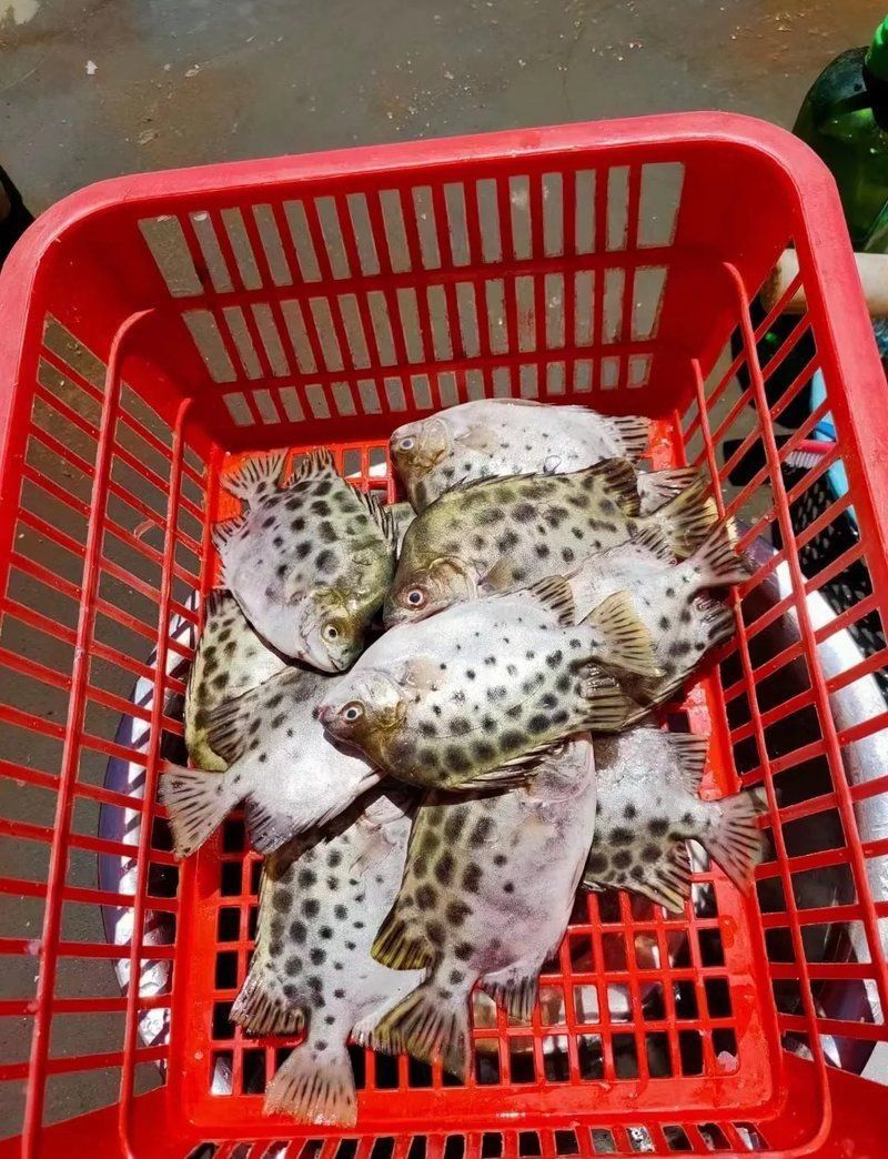 金鼓魚正確吃法