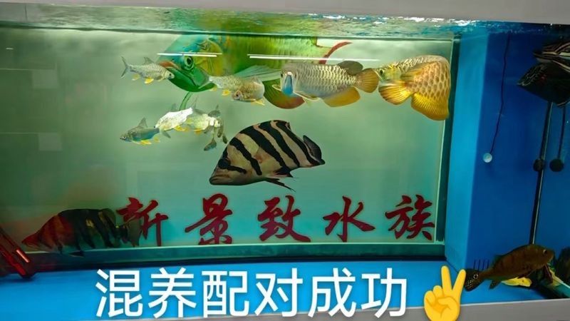 鴨嘴鯊可以和龍魚混養(yǎng)嗎圖片視頻講解