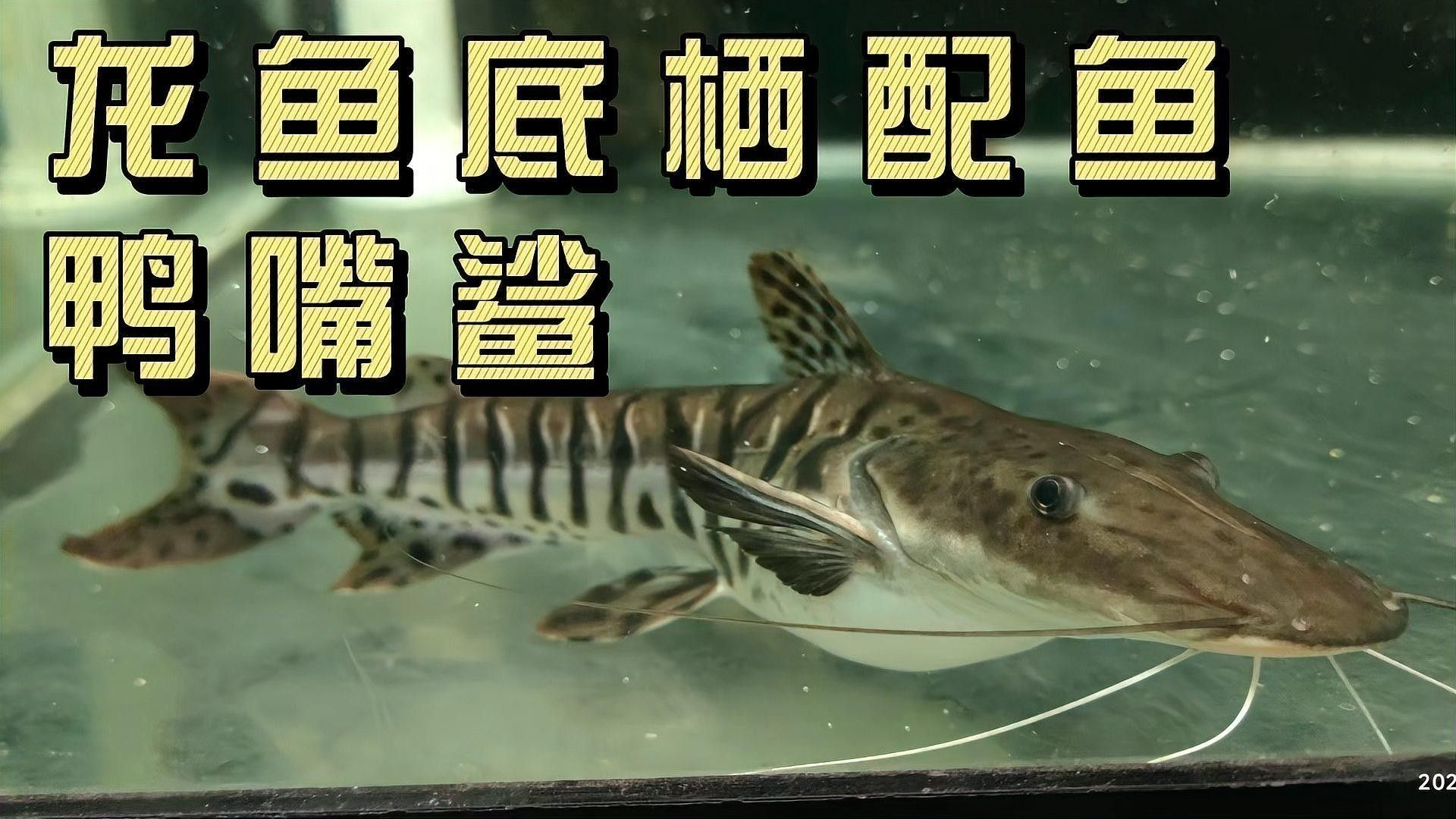 鴨嘴鯊可以和龍魚混養(yǎng)嗎圖片視頻講解