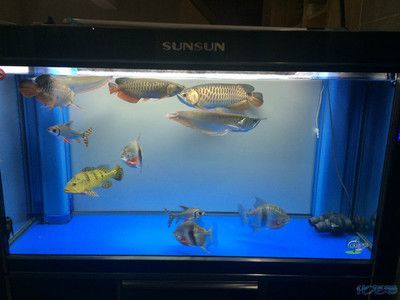 龍魚魚鰭斷了能自己長好嗎：龍魚斷了能自己長好嗎
