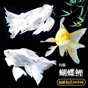 蝴蝶鯉和紅龍魚能一起混養嗎【蝴蝶鯉和紅龍魚混養的注意事項】