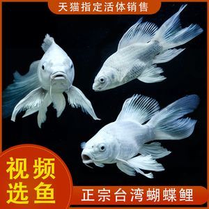 蝴蝶鯉和紅龍魚能一起混養嗎【蝴蝶鯉和紅龍魚混養的注意事項】