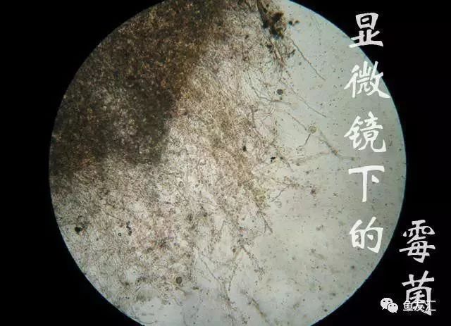 龍魚身上長霉菌怎么辦：龍魚身上長霉菌是一種常見的問題