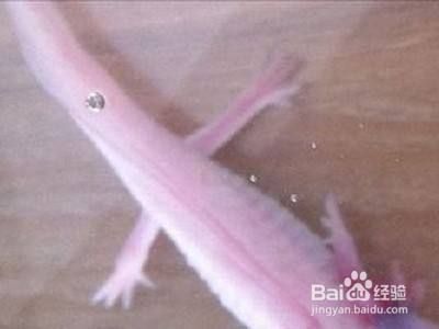 六角恐龍魚(yú)公母區(qū)分，六角恐龍魚(yú)公母區(qū)分方法