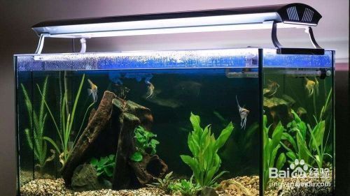 如何預(yù)防水族箱水溫驟變：水族箱恒溫設(shè)備選購指南,水溫驟變對魚健康的影響
