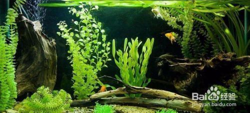如何預(yù)防水族箱水溫驟變：水族箱恒溫設(shè)備選購指南,水溫驟變對魚健康的影響