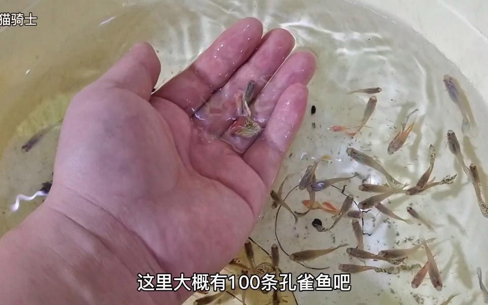 孔雀魚哪個品種最漂亮