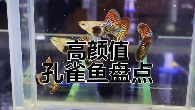 孔雀魚哪個品種最漂亮