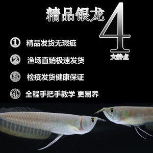 星點龍魚喂食頻率指南：星點龍魚喂食頻率應根據其活動水平和水質狀況靈活調整