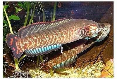 雷龍魚哪個品種最漂亮（最漂亮的幾種雷龍魚品種）