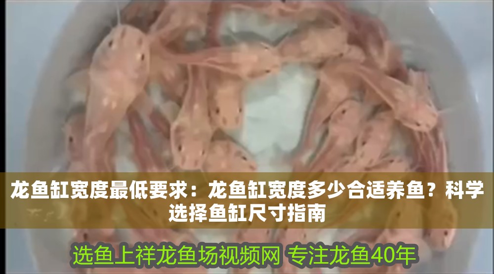 龍魚缸寬度最低要求：龍魚缸寬度多少合適養魚？科學選擇魚缸尺寸指南