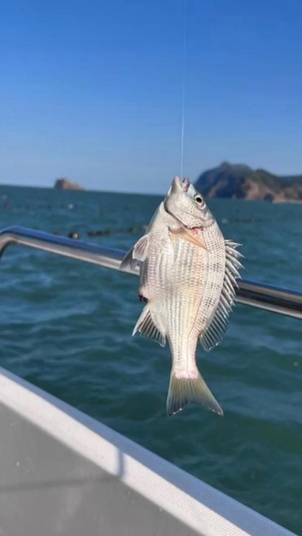 如何判斷魚炸傷是否感染？