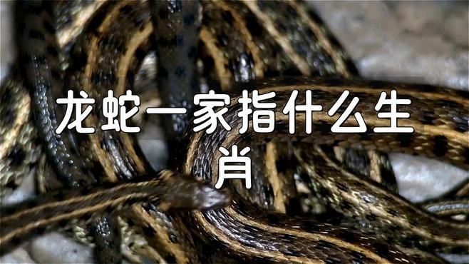 龍和蛇是一家嗎 龍和蛇是一家嗎 龍魚(yú)百科 第2張