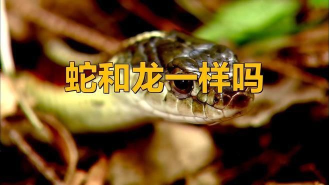 龍和蛇是一家嗎 龍和蛇是一家嗎 龍魚(yú)百科 第3張