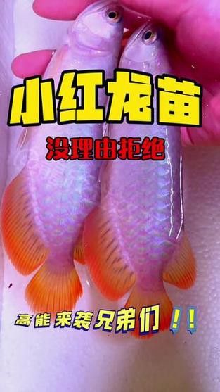 如何挑選小紅龍魚苗圖片欣賞 如何挑選小紅龍魚苗圖片欣賞 龍魚百科 第8張