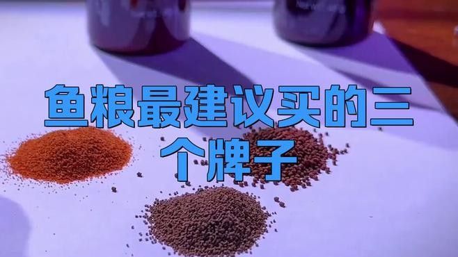 龍魚魚糧什么牌子好吃又便宜