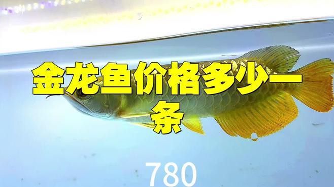 金龍魚大概多少錢